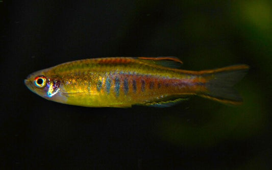 Glühlichtbärbling Wildfang – Danio choprae M 2–2,5 cm | Farbenprächtige Rarität aus Myanmar