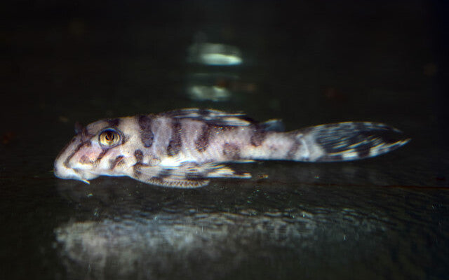 L236 SW Clown Pleco – Hypancistrus sp. | Super White Zuchtform & edler L-Wels