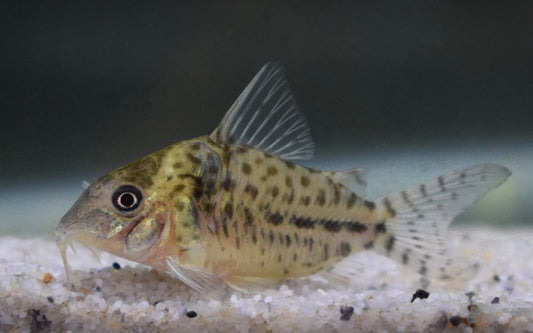 Panzerwels C018 – Corydoras ambiacus | Seltener Wildfang mit bronzefarbenem Schimmer & ruhigem Schwarmverhalten