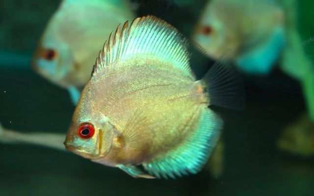 Diskus Blau Diamant – Symphysodon aequifasciatus ‘Blue Diamond’ | Strahlend blaue Zuchtform