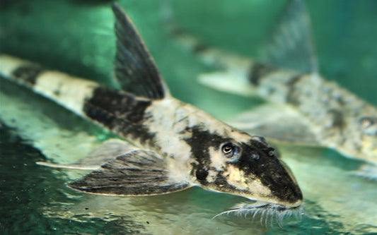 Spatuloricaria sp. „Black-White Peru“  14 - 16cm WF