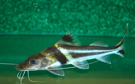 Schmuckantennenwels – Pimelodus ornatus | Prächtiger, aktiver Schwarmwels aus Südamerika