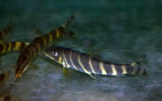 Schmerle pulchra – Sinibotia pulchra | Seltener Wildfang mit goldener Zeichnung & lebhaftem Schwarmverhalten