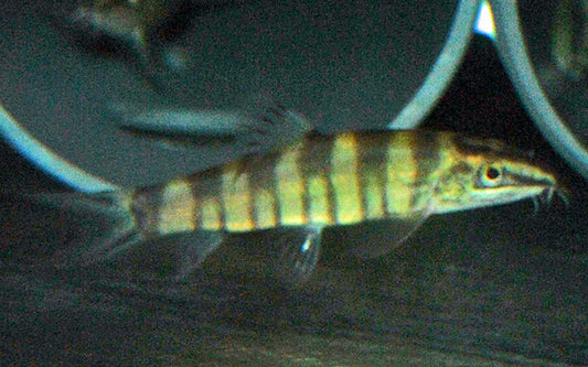 Schmerle robusta – Sinibotia robusta | Seltener Wildfang mit markanter Zeichnung & lebhaftem Gruppenverhalten