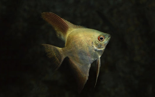Bulgarian Green Skalar – Pterophyllum scalare