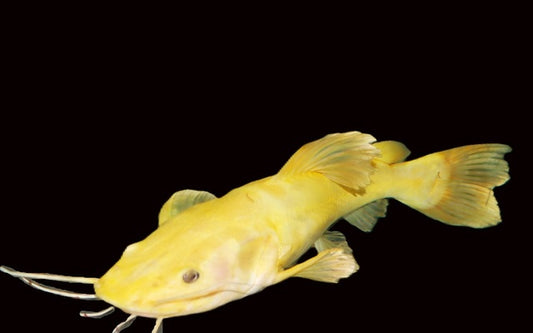 Platinum Rotflossen-Antennenwels (Phractocephalus hemioliopterus „Platinum“) SELTEN