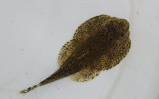 Leveretts Flossensauger – Beaufortia kweichowensis | Seltene Strömungsbarbe & Algenfresser aus China