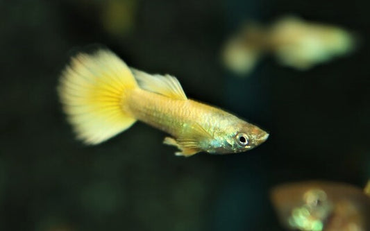 Guppy Neon Gelb Männchen – Poecilia reticulata Neon Gold M 2,5–3 cm | Strahlend gelbe Zuchtform mit intensivem Glanz