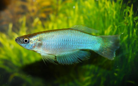 Leuchtaugenfisch similis Kumba – Procatopus similis | Seltener Wildfang mit blauen Augenreflexen