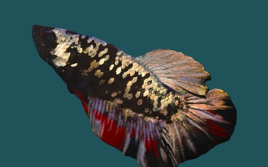 Kampffisch Plakat Avatar – Betta sp. | Seltene Zuchtform mit blau-schwarzer Metallic-Färbung