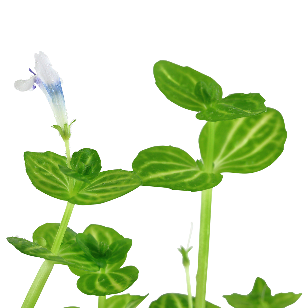 Lindernia rotundifolia (Topf)