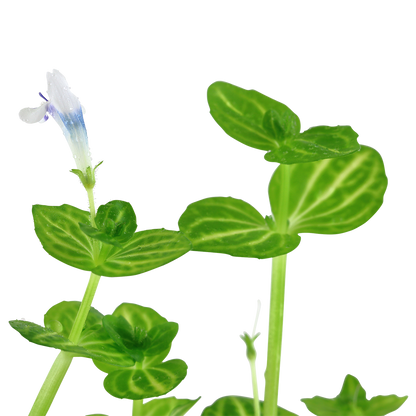 Lindernia rotundifolia (Topf)