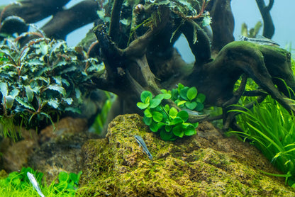 Anubias barteri Mini Coin