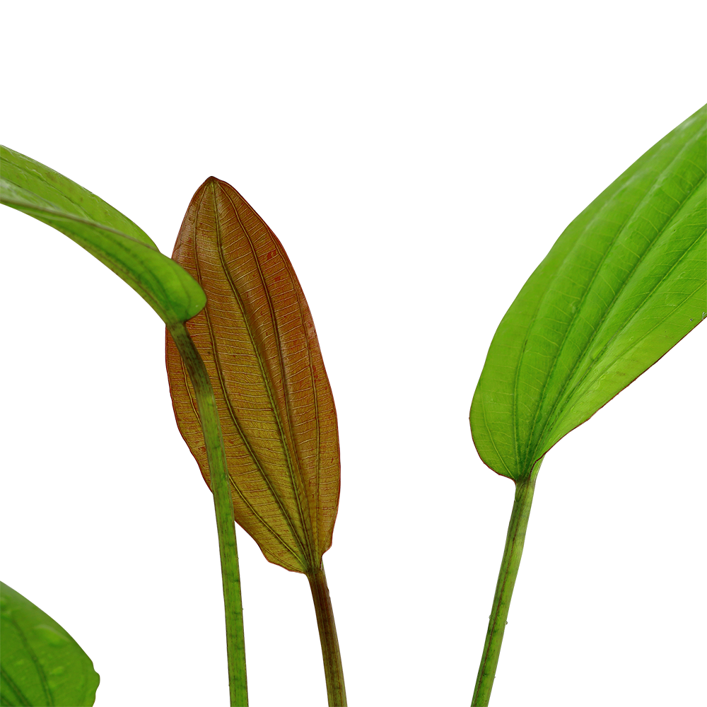 Echinodorus 'Rosé' (Topf)