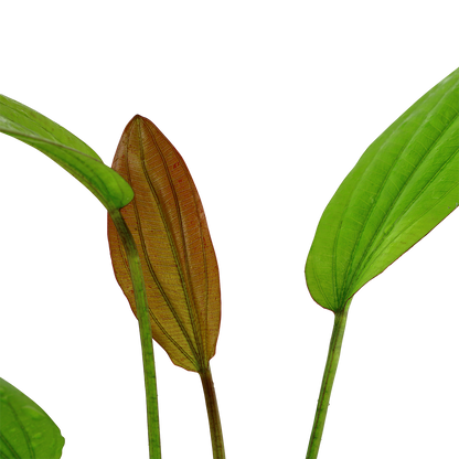 Echinodorus 'Rosé' (Topf)
