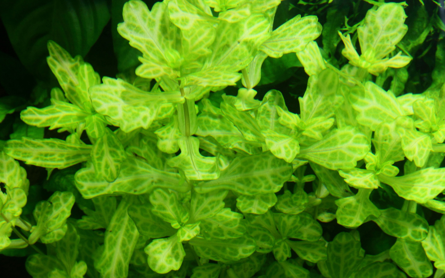 Shinnersia rivularis 'Weiss-Grün' (Topf)