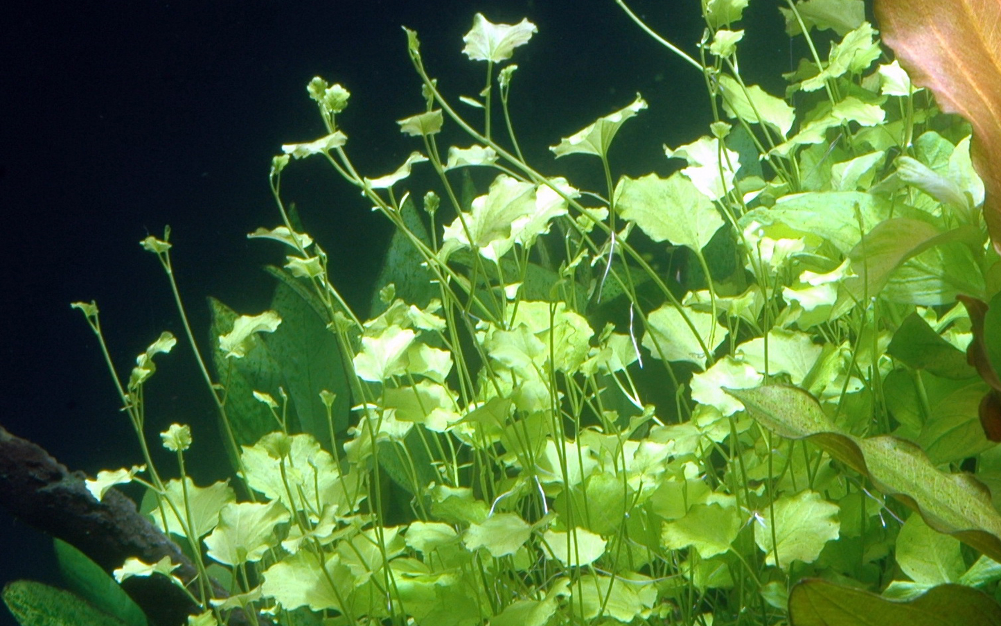 Cardamine lyrata (Topf)