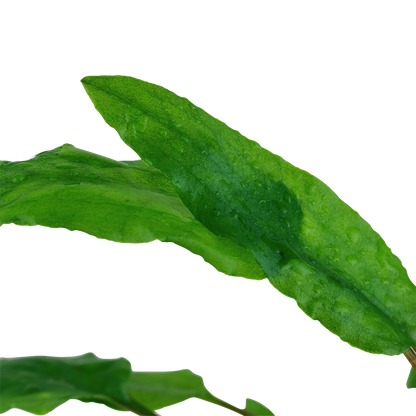 Cryptocoryne wendtii 'Green' (Topf)