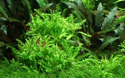 Pogostemon helferi (Topf)
