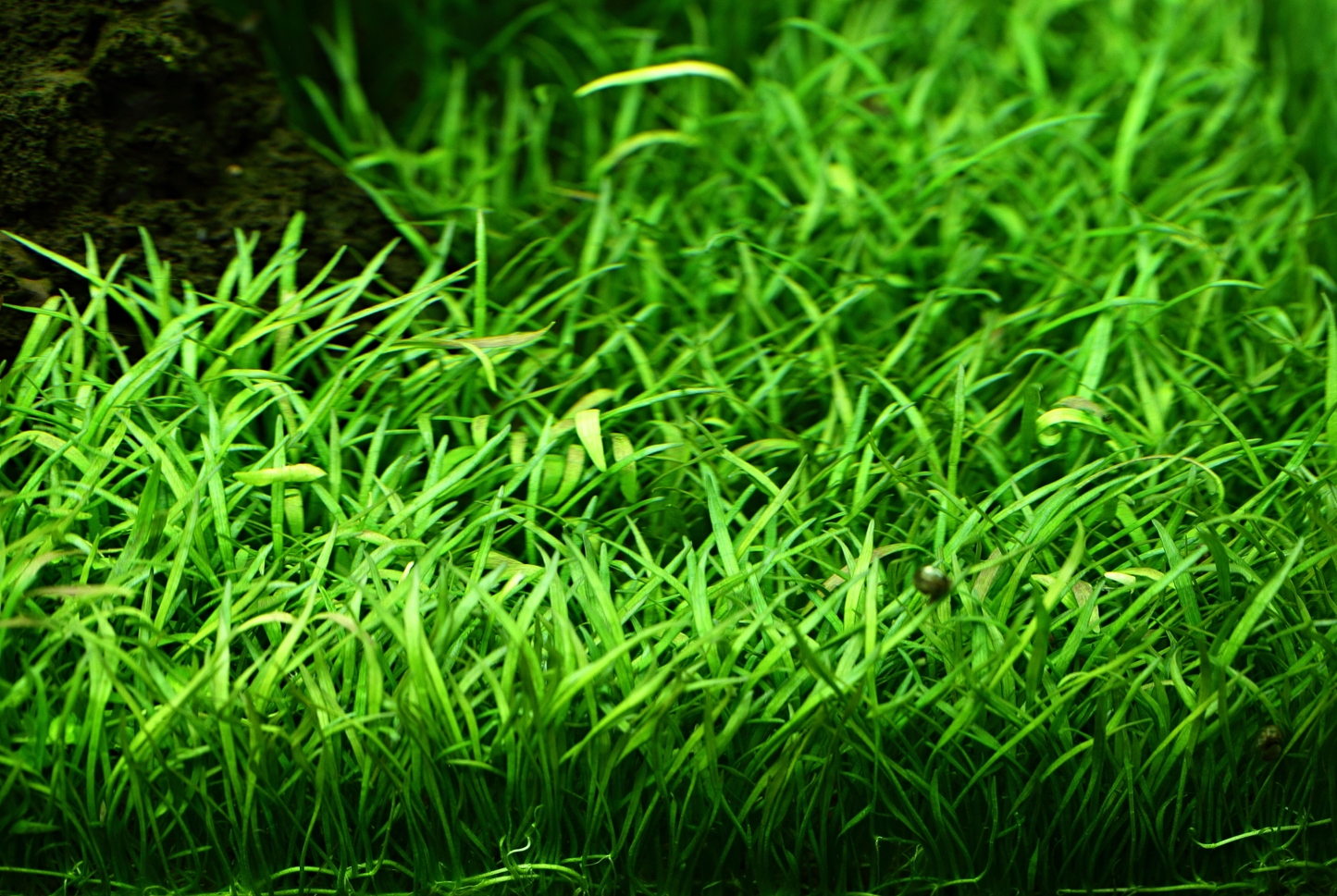 Lilaeopsis brasiliensis (Topf)