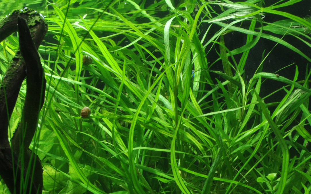 Hygrophila costata (Topf)