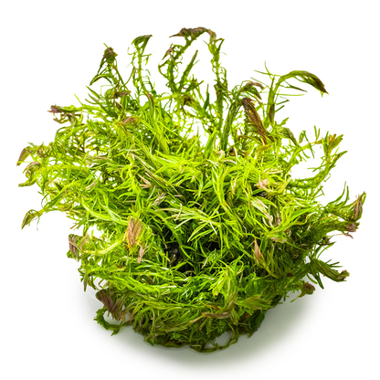 Rotala wallichii
