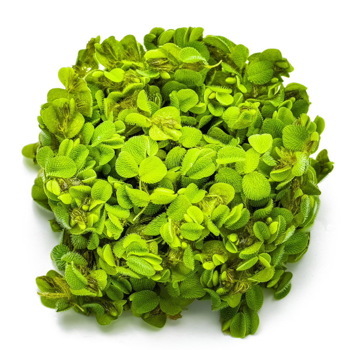 Salvinia minima