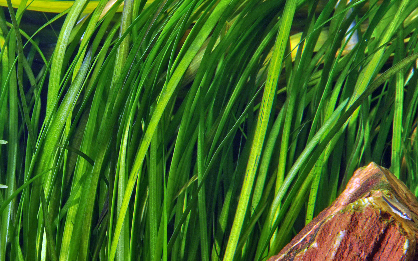 Vallisneria spiralis 'Tiger' (Topf)