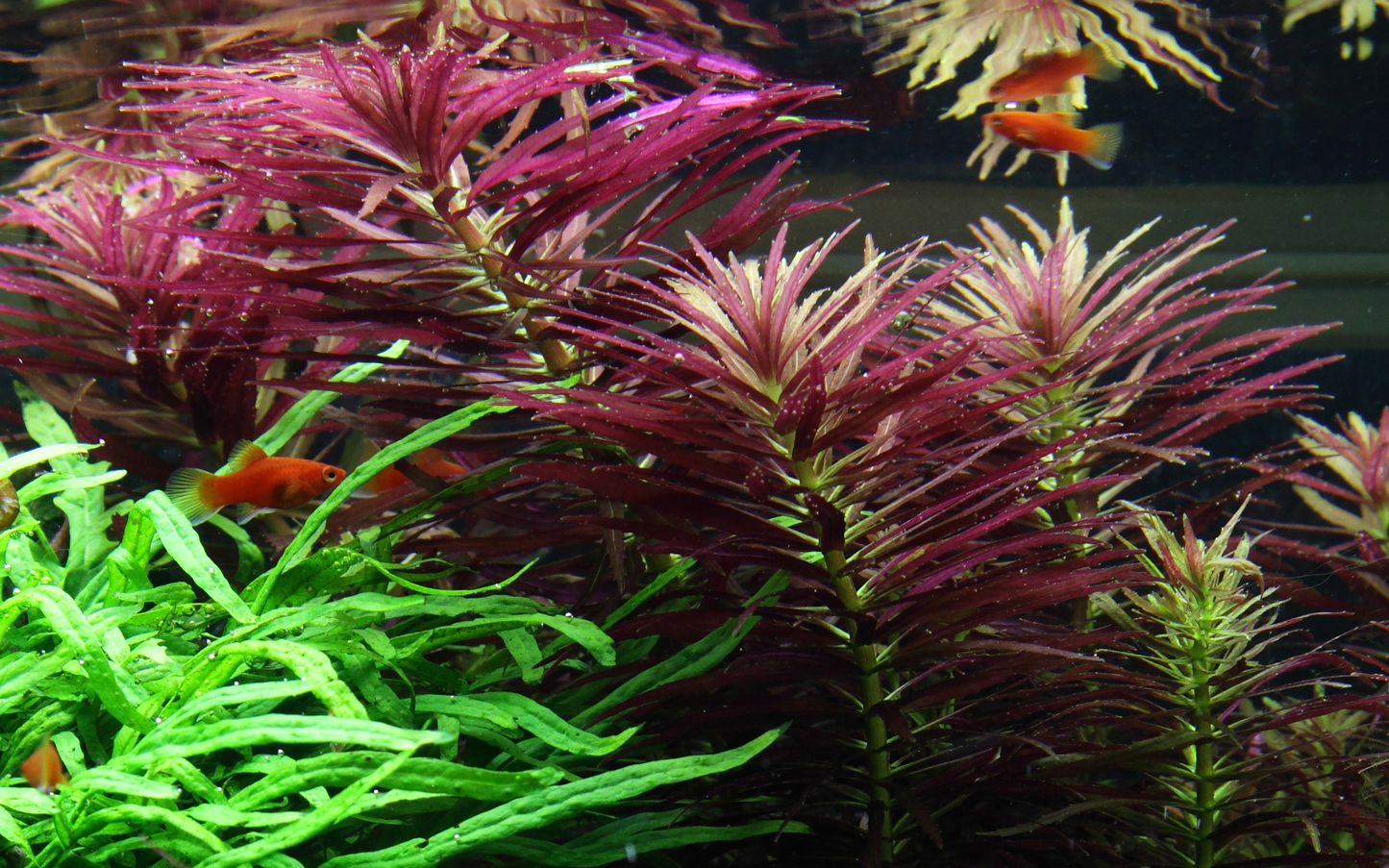 Limnophila hippuridoides (Topf)