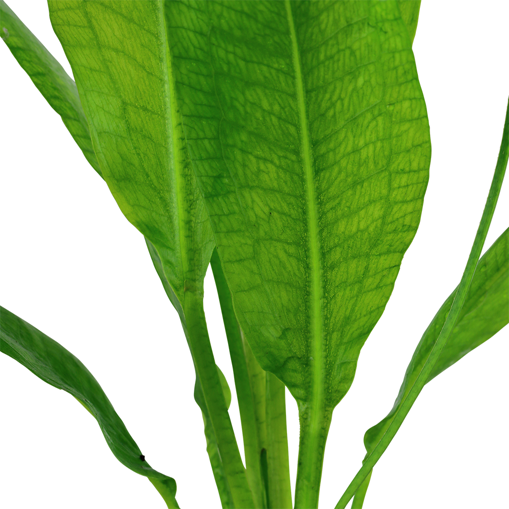 Echinodorus grisebachii 'Bleherae' in pot