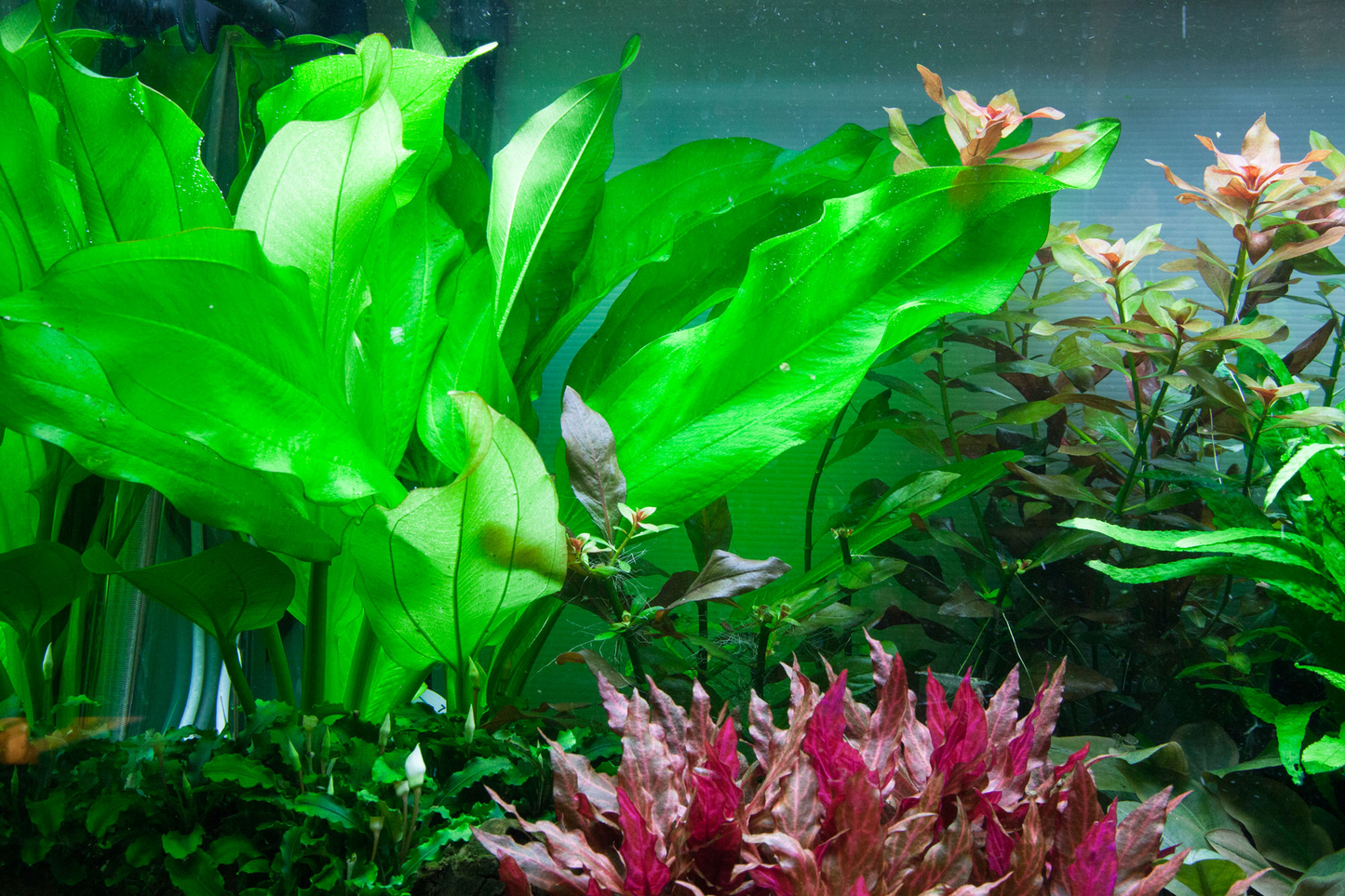Echinodorus cordifolius 'Fluitans' (Topf)