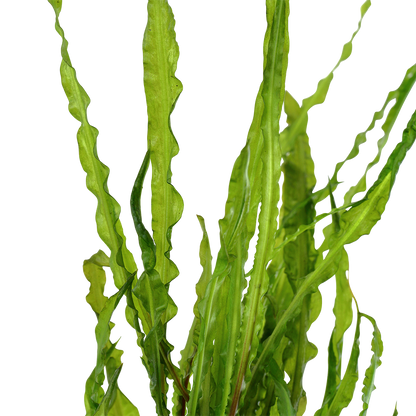 Cryptocoryne crispatula (Topf)