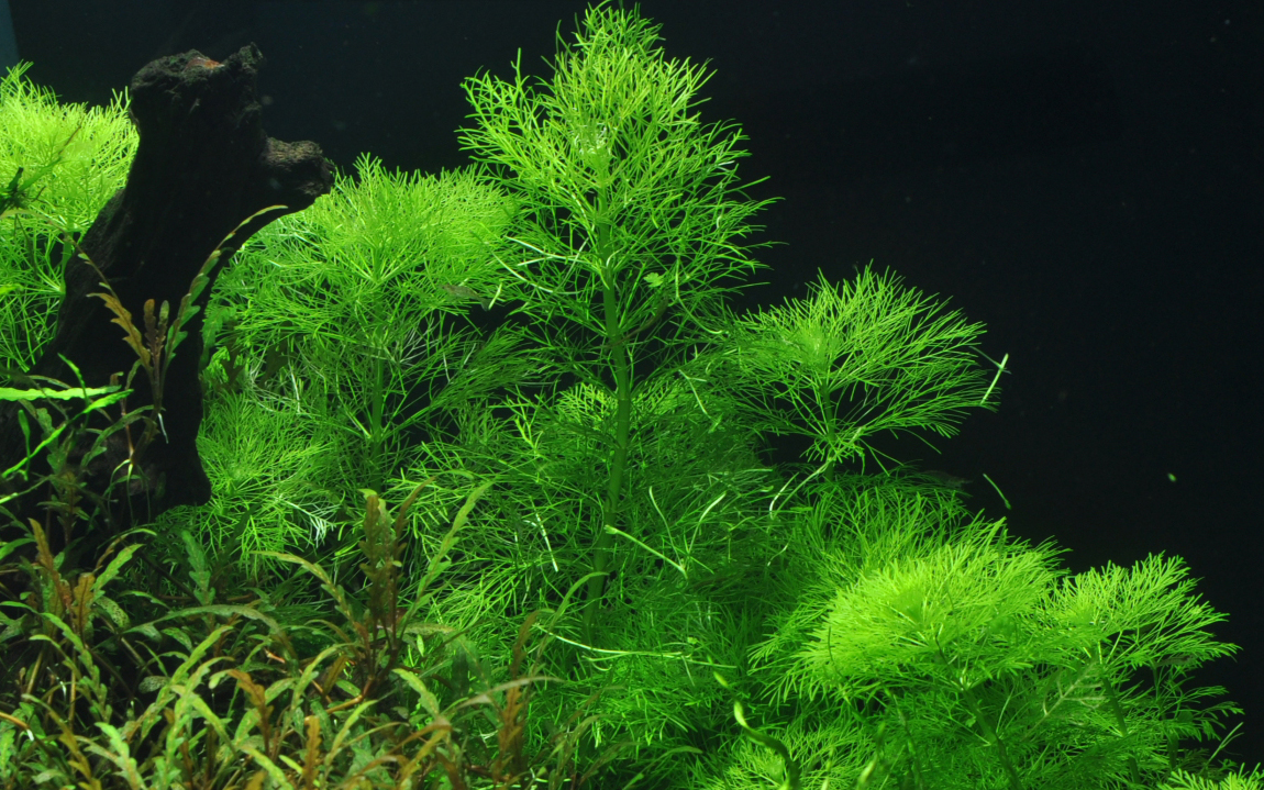 Limnophila aquatica (Topf)
