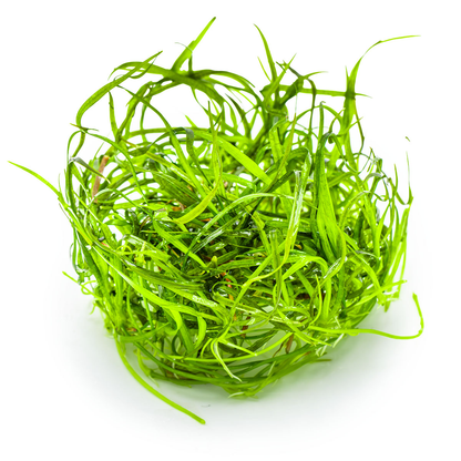 Sagittaria subulata 'Needle Leaf'