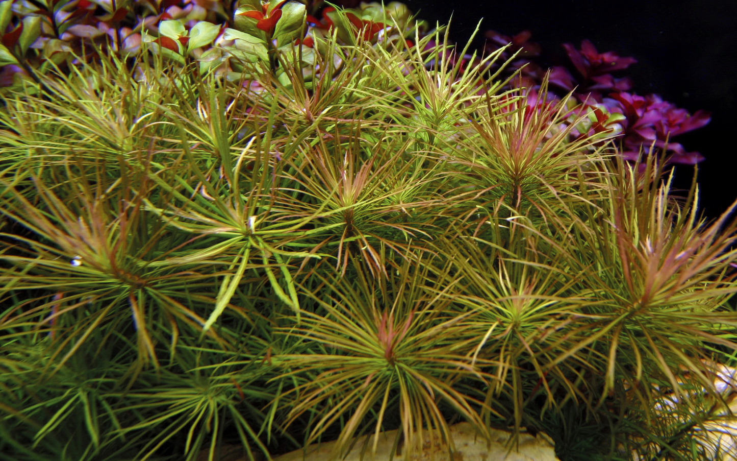Pogostemon stellatus (Topf)