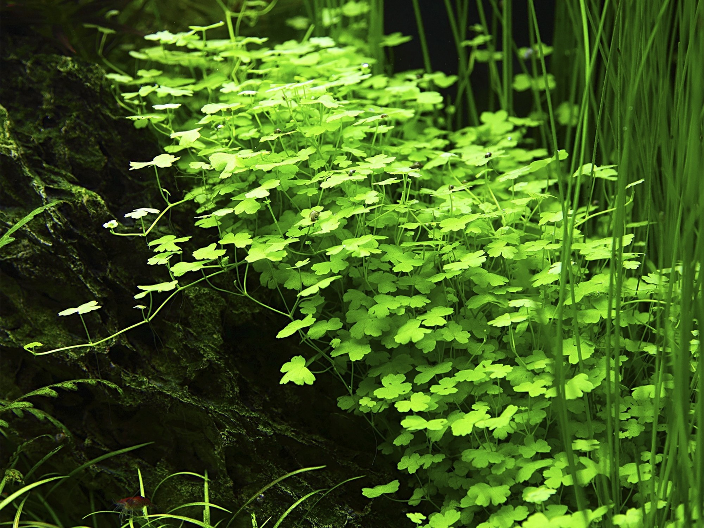 Hydrocotyle tripartita (Topf)