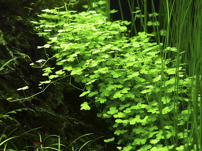 Hydrocotyle tripartita (Topf)