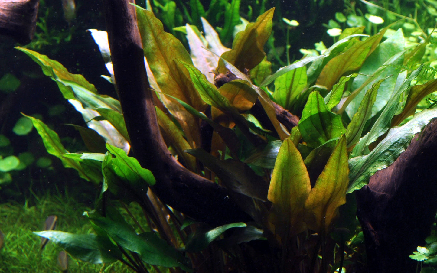 Cryptocoryne undulata 'Broad Leaf' (Topf)