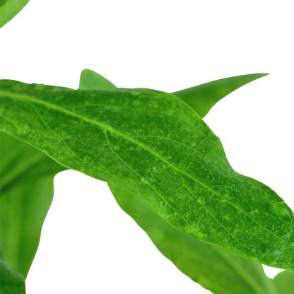 Hygrophila polysperma (Topf)