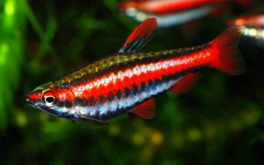 Purpur-Ziersalmler – Nannostomus mortenthaleri L 2,5–3 cm | Seltener Zwergsalmler