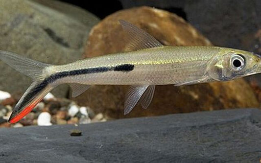 Federsalmler Wildfang – Hemiodus gracilis L 8–10 cm | Elegante Südamerika-Rarität