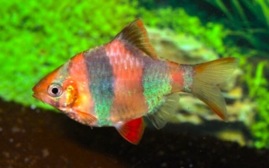 Sumatrabarbe Gold/Blau – Puntigrus tetrazona Gold/Blue M 3–4 cm | Farbenprächtiger Schwarmfisch