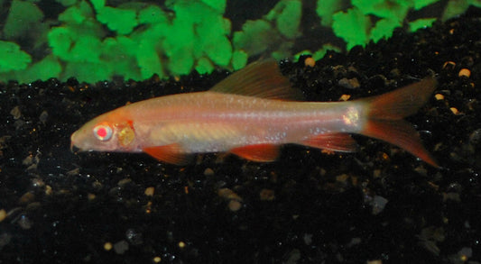 Zügelfransenlipper Albino – Epalzeorhynchos frenatum Albino M 3–5 cm | Leuchtend weiß-roter Algenfresser