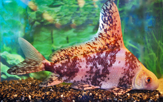Wimpelkarpfen – Myxocyprinus asiaticus S/M 4–5 cm | Seltene, majestätische Karpfenart aus China