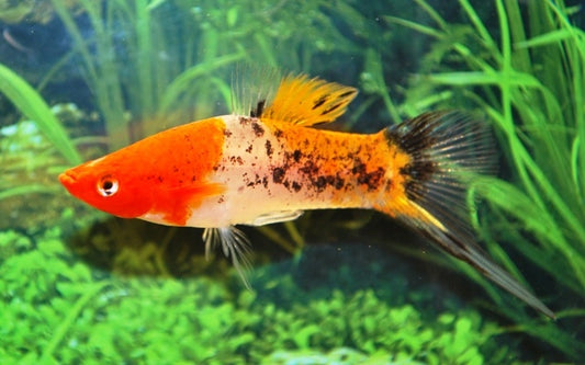 Schwertträger Koi Sanke – Xiphophorus helleri M 3,5–4 cm | Dreifarbige Zuchtform mit markanter Musterung
