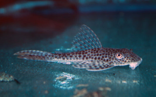 L011 Redfin Thresher Pleco – Aphanotorulus emarginatus | Roter Flossenrand & seltener L-Wels