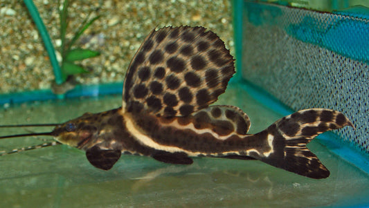 Segelantennenwels – Leiarius pictus | Wildfang | Friedlicher Großwels mit eindrucksvoller Rückenflosse