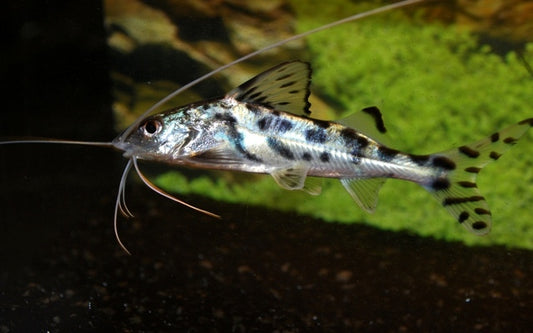 Engel-Antennenwels – Pimelodus pictus | Aktiver Schwarmwels mit langen Barteln