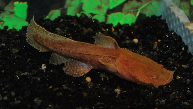 Indonesischer Großmaulwels (Chaca bankanensis)