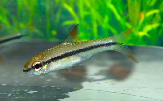 Vollstreifenbarbe – Enteromius prionacanthus M 3–4 cm | Seltene afrikanische Barbe mit markanter Zeichnung